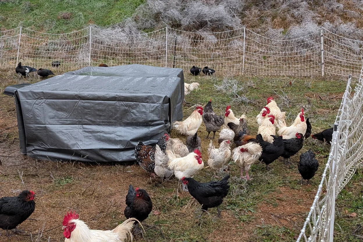 A batch of Bresse growers on pasture at week fourteen — the feed and weeks the price is paying for